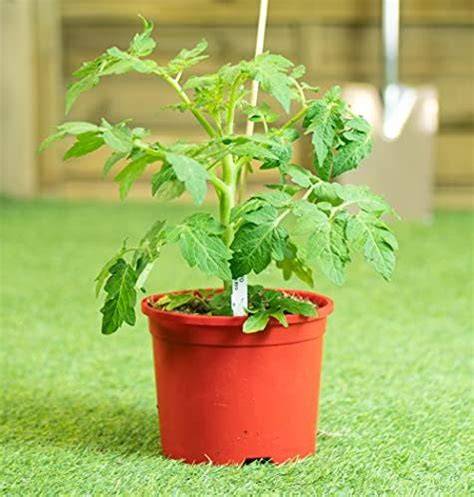 Tomato Verand Red Garden Plant Half Hardy Annual Flowering Garden