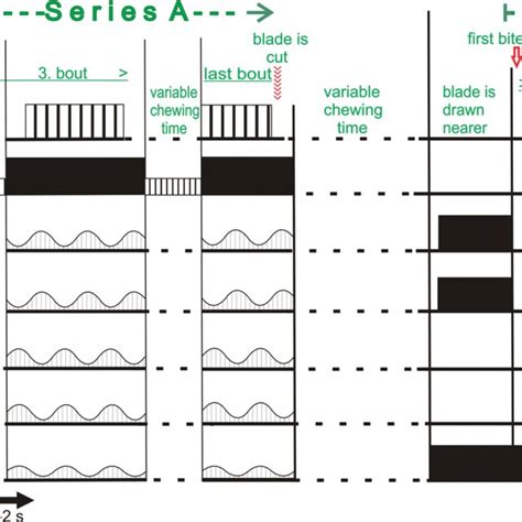 General scheme of foreleg muscle activity at the transition between two ...