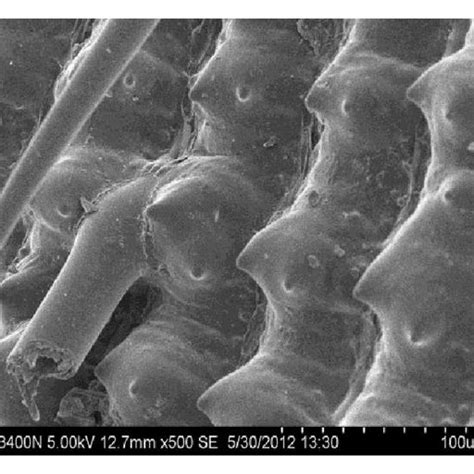 Scanning Electron Micrographs Of A Untreated Rice Husk And B