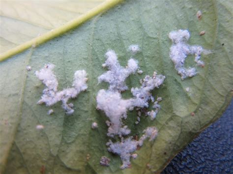 C Mo Eliminar La Mosca Blanca De La Marihuana Al Detalle