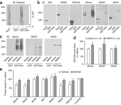 Repeated Amph Administration Remodels Excitatory Synapses Via The Download Scientific Diagram