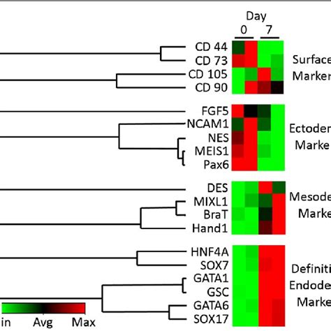 Differential Gene Expression Of Undifferentiated And Differentiated Download Scientific Diagram