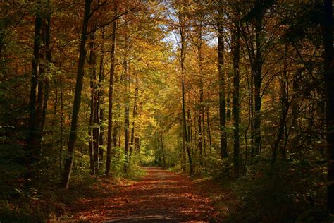 Hintergrundbilder Bäume Wald fallen Natur Pflanzen draußen