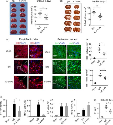 Posttreatment Of Il Mab Reduces Infarct Volume And Neuroinflammation