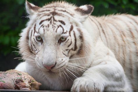 Premium Photo | White bengal tiger