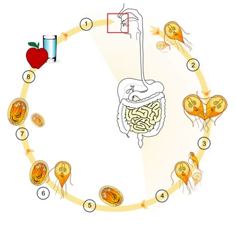 Giardiasis Symptoms Treatment And Diagnosis