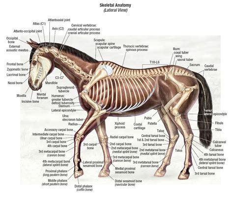 Pin By Kalnaiorsolya On Llatok Thoracic Vertebrae Occipital