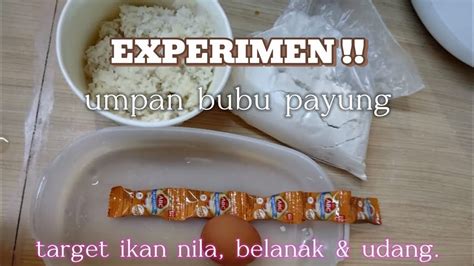 Experimen Tes Umpan Bubu Payung Target Ikan Nila Belanak Udang