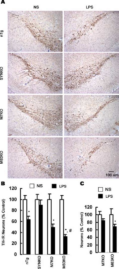 Figure 2 from Neuroinflammation and Oxidation Nitration of α Synuclein