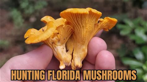 Hunting Florida Mushrooms - YouTube