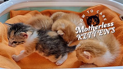 Orphaned Kitten Care How To And What To Feed An Orphaned Kitten Youtube