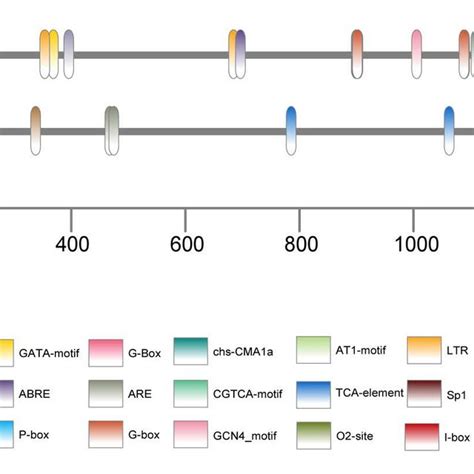 Cis Acting Regulatory Elements In The FaERF118 And FaERF316 Promoters