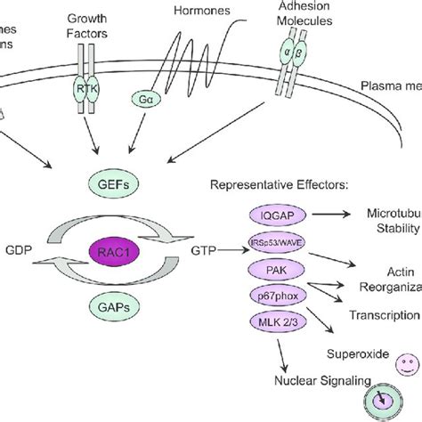 (PDF) Rac1 GTPase: a “Rac” of all trades 