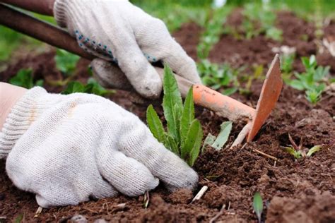 La Sarchiatura Dell Orto Piante Passione Produzione Piantine Da