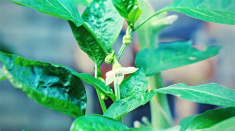 Jalapeno Growth Stages Just Pure Gardening