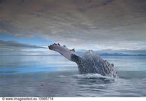 Humpback Whale Breaching Humpback Whale Breaching Alaska Alaskan Fauna