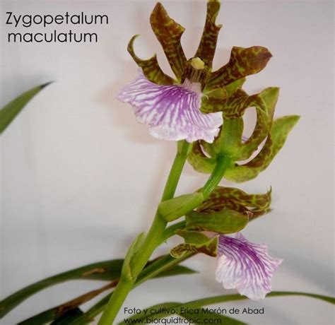 Zygopetalum Maculatum