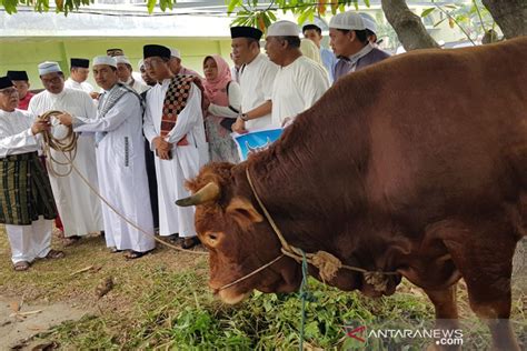 Presiden Jokowi Kurban Sapi Limosin Ton Di Pekanbaru Antara News