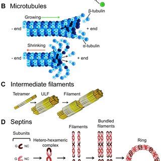 (PDF) Multiple Roles of the Cytoskeleton in Bacterial Autophagy 