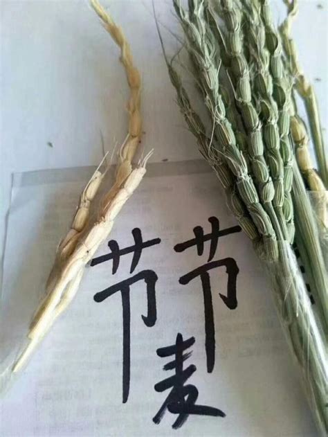 4月下旬人工拔除小麥田節節麥、燕麥等雜草的重要性！ 每日頭條