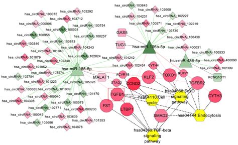 Lncrnacircrna‑mirna‑mrna Cerna Network In Lumbar Intervertebral Disc Degeneration