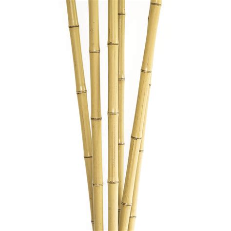 Bamboo Stick Png