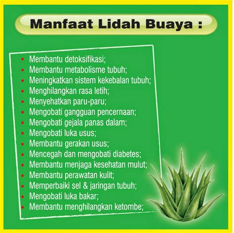 Manfaat Lidah Buaya Untuk Kesehatan - Homecare24