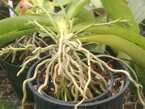 Easy To Grow Orchids Hgtv