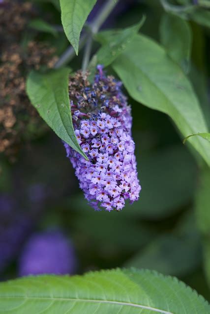 wild flowers wildflowers  photo  pixabay pixabay