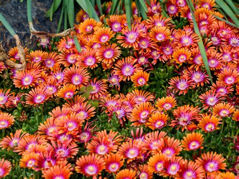 Ice Plant Flowers Plants Stone - Free photo on Pixabay - Pixabay