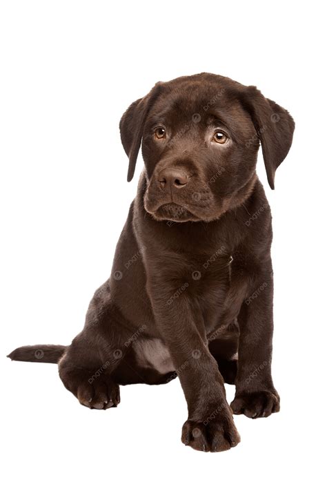 Chocolate Labrador Puppy Pedigreed Mixed Breed, One Animal, Dog