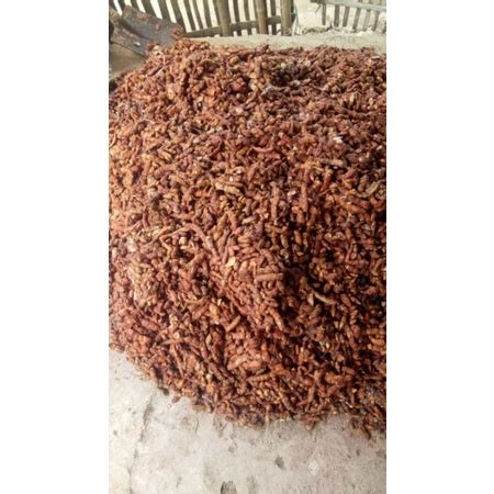 Jual Asam Jawa Original Asam Jawa Asli Asam Jawa Matang Pohon