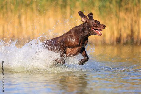 Are German Wirehaired Pointers Playful