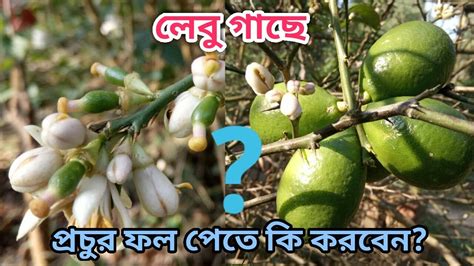 লেবু গাছে প্রচুর ফুল ফল আনতে কি ধরনের পরিচর্যা নিতে হবে।এভাবে যত্ন