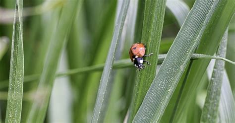 Lawn Insect Identification Guide With Pictures Lawn Chick