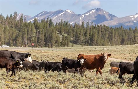 U S Cattle Inventory Smallest In 73 Years