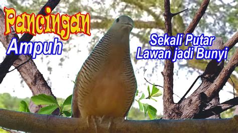 Perkutut Lokal Gacor Suara Merdu Pancingan Obat Macet YouTube