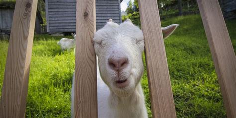 These Animal Mugshots Will Capture Your Heart — How Far From Home