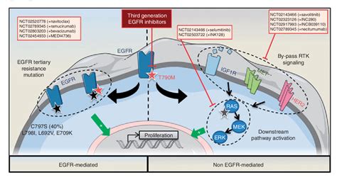 Pdf Molecular Mechanisms Of Acquired Resistance To Third Generation