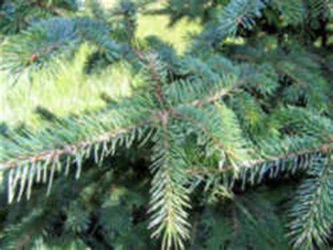 South Dakota State Tree: Black Hills Spruce aka White Spruce (Pinaceae ...