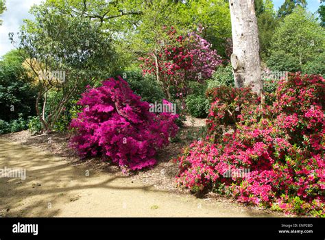 Excelente Azaleas Y Rododendros En El Pa S De Langley Park