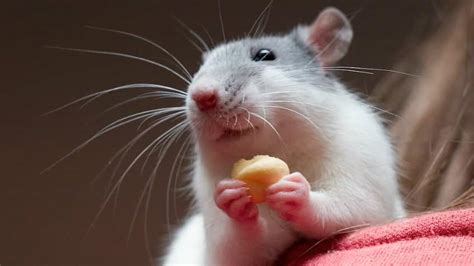 5 Reasons Why Rats Make The Best Pets Explore Awesome Activities