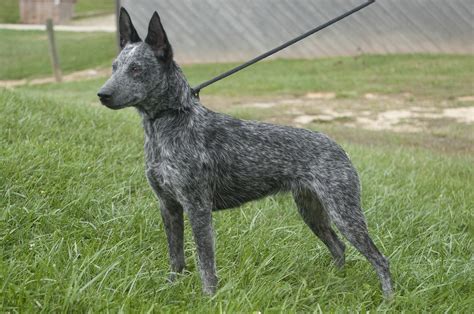 Fileaustralian Stumpy Tail Cattle Dog Wikimedia Commons