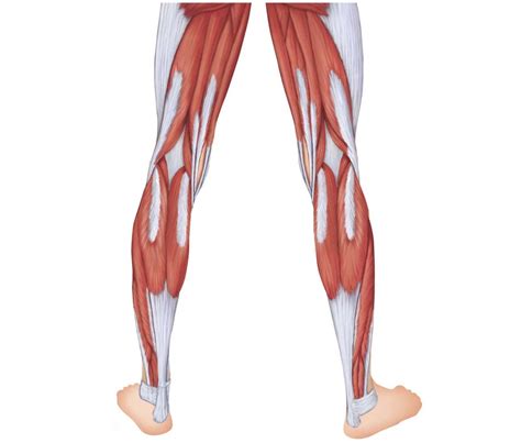 back leg muscles Diagram | Quizlet