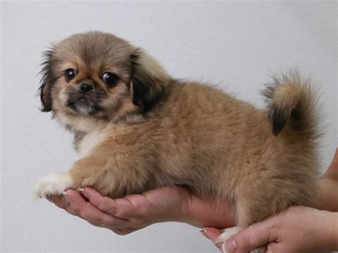 Pekingese Dog Female Fawn 3709376 My Next Puppy