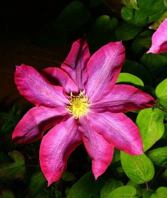 Клематис Какио: описание сорта, посадка и уход, отзывы и фото Kakio