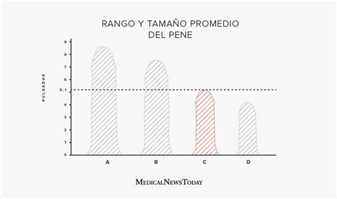 Cu L Es El Tama O Promedio Del Pene