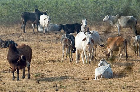 Bos Taurus Cattle Cabi Compendium