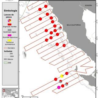 Clasificaci N De Clases De Tallas De Los Calamares M S Importantes