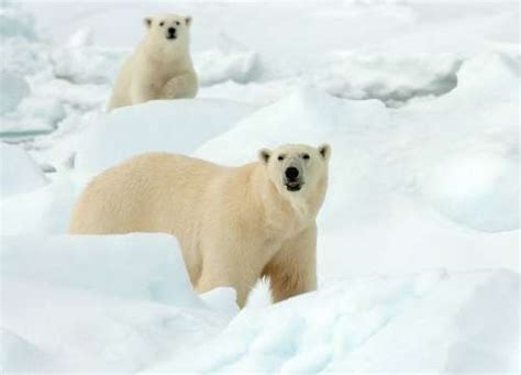 The Evolution Of Polar Bear Names In Different Languages